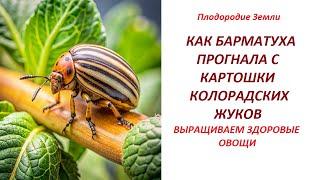 Чем отличается скороспелость от скороПЛОДНОСТИ и при чём тут БАРМАТУХА №58624