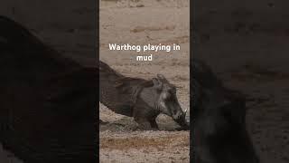 Warthog playing in mud