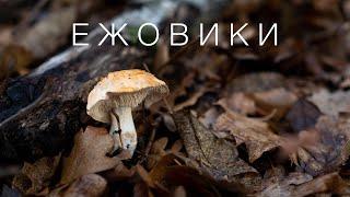 сбор грибов ежовик желтый Крымmushroom hunting Wood Hedgehog Crimea