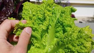 The Early Signs of Bolting Lettuce  how to tell when your lettuce has gone to flower