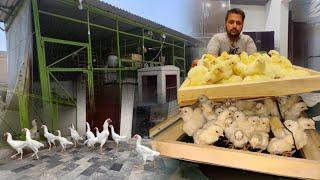 White Shamo Chicks He Chicks  Ab ho gi Murgo ki Farming How To Start Shamo Farming Day One chicks