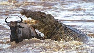 Cá sấu  Kẻ săn mồi tối thượng - HD Thuyết minh tiếng việt