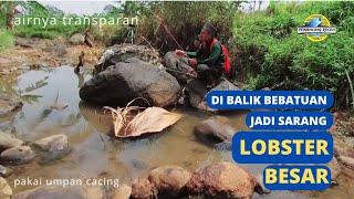 Saat kemarau datang Udang lobster bermunculan Mancing lobster di sungai umpan sederhana part3