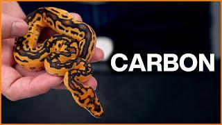 CARBON - New Ball Python Project