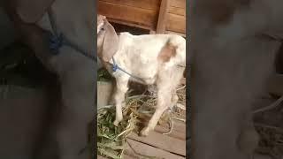 suara kambing lucu #shortvideo #youtube #viralvideo #animals #binatang #shortvideo #goat