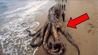 Unbelievable They Found a Giant Sea Creature on the Beach - You Won’t Believe What Happens Next