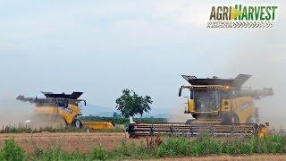 2X New Holland CR10.90  1st and 2nd in ITALY  Pea Harvesting  4K