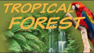 Explore the TROPICAL FOREST Biome  Nature Ecology & Environment