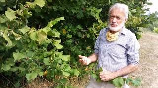 How to grow and harvest hazelnuts filberts at home successfully