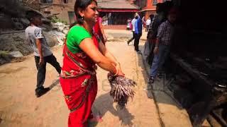 saree women kill chicken