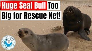 Huge Seal Bull too Big for Rescue Net