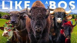 All 18 “Wild Cattle” Species & The History of Domestic Cattle
