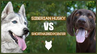 SIBERIAN HUSKY VS GERMAN SHORTHAIRED POINTER