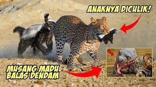 Beranii Anaknya D1culik Macan Tutul Induk Musang Madu B4las Dend4m Honey Badger Vs Macan Tutul