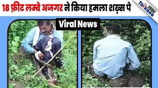 VIRAL News  खुले में शौच करने बैठा शख्स 18 फ़ीट लम्बे अजगर ने दबोचा फिर क्या हुआ देखे वीडियो में