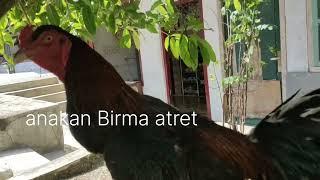 BIRMA ATRETPACEKAN SAMA ANAKAN SAMA - SAMA MEWAH#birmaatret#ayamaduanindonesia #pakoy