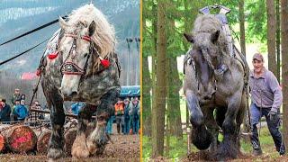 The Strongest Horses In the World. Draft Horses 