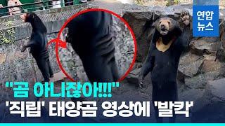 진짜 곰 맞아? 탈 쓴 사람 아니고? 루머에 중국 동물원 해명  연합뉴스 Yonhapnews