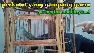 memilih perkutut lokal yang gampang gacor dengan mudah dan gampang