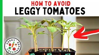 Leggy Tomato Seedlings - Tips For Stronger Plants - Geeky Greenhouse