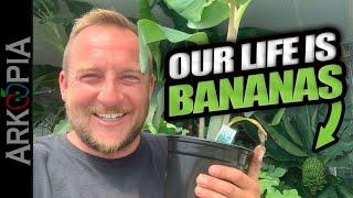 So Many Bananas in Saskatchewan Canada.  Greenhouse banana plantation update.