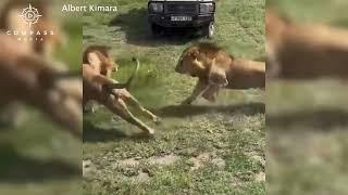 Lion Crashes Into Safari Jeep After Being Chased by Rivals