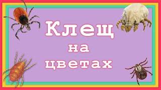 Клещ на комнатных Комнатных растениях. Как избавиться от клеща на цветах