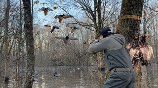 ARKANSAS FLOODED TIMBER DUCK HUNT MALLARDS POURING IN THE TREES QUICK LIMITS