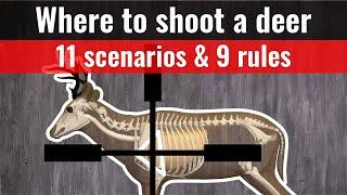 where to shoot a deer - 11 shot placement charts where to aim