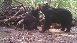 Black bears mating ritual