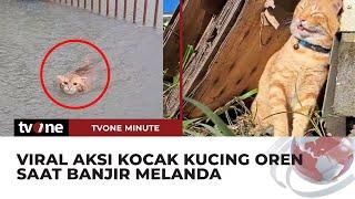 Viral Aksi Kucing Oren di Tengah Banjir Netizen Agak laen  tvOne Minute