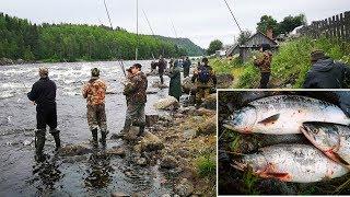 УДАЧНАЯ  РЫБАЛКА НА ГОРБУШУ   SUCCESSFUL FISHING FOR SALMON