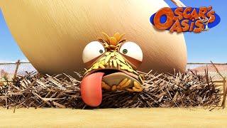 Baby Chicken Oscar COMPILATION  Oscars Oasis  Kids Cartoons