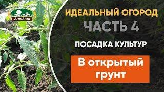 Посадка помидоров капусты и перца в открытый грунт - Идеальный огород. Часть 4