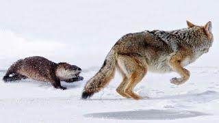 River Otter - Agile in the water and Fearless on land Even Coyotes are afraid of her