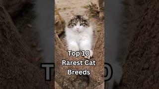 Top 10 Rarest Cat Breeds In The World  #shorts