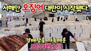 올해도 어김없이 서해안 오징어떼가 돌아왔다. 오징어회 만원 한짝 45000원 대박