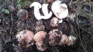 ГРИБ РЯДОВКА ТОПОЛЕВАЯ  Tricholoma populinum