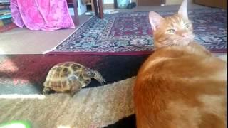 Tortoise Headbutting Cat