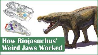 How the Odd Jaws of Riojasuchus Worked