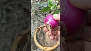 How to grow chilli tree use onion growing chillies at home