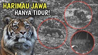 Misteri Harimau Jawa Apakah Masih Ada?