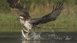 An osprey fishing in spectacular super slow motion  Highlands - Scotlands Wild Heart