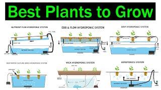 Which Hydroponic System is Better for Plants  Crops  Best Plants to Grow  Types of Hydroponics