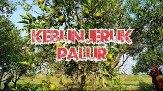 Kebun Jeruk Palur