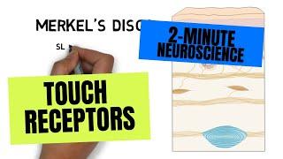 2-Minute Neuroscience Touch Receptors