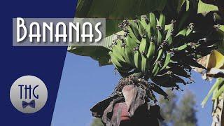 How Bananas Changed the World