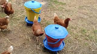 tavuk kümesi pire ve kırmızı bitten arındırma yönetimi#keşfet#farming#chicken#lol#nature #kümes#köy