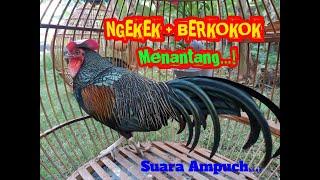 SUARA AMPUH AYAM HUTAN HIJAU NGEKEK DAN BERKOKOK DI SORE HARI.