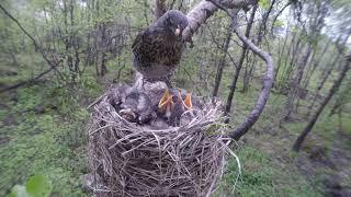 Дрозд-рябинник лат. Turdus pilaris кормит птенцов